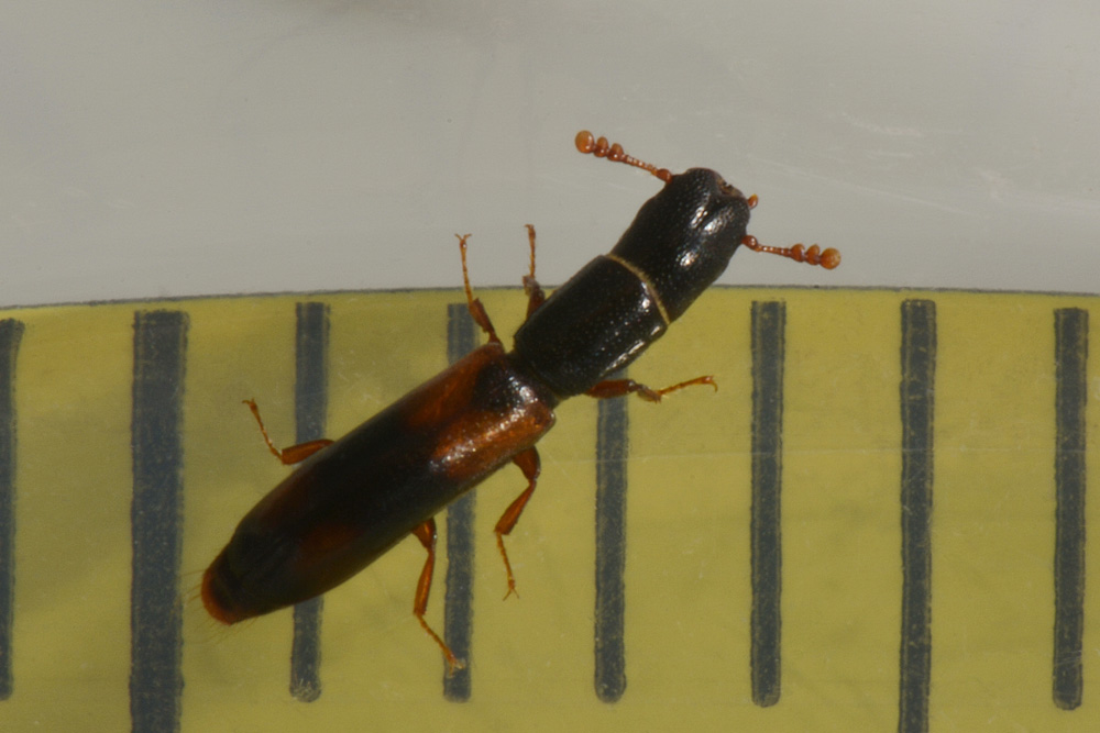 Trogositidae:   Nemozoma elongatum